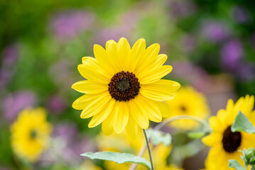 かわいいミニヒマワリ