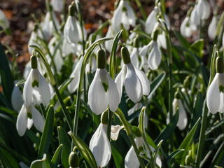 Fototapeta premium Macro of white flowers of the pleated snowdrop (Galanthus plicatus) growing in the garden in bright sunlight in early spring with blurred background