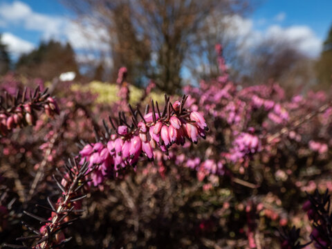 Heather (Erica carnea) 'Kramer's Rote' with dark bronze-green foliage flowering with clouds of magenta flowers in spring