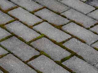 Close-up of pavement with green moss between all bricks. Moss growing on pavement. Geometrical pattern outdoors in nature and city