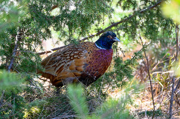 lonely pheasant walking around in forest Motala Sweden