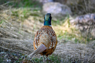 lonely pheasant walking around in forest Motala Sweden