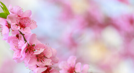 Naklejka premium Spring background with pink flowers. Branches of flowering almond macro with soft focus background. Sakura. Blooming cherry. Easter and spring cards. Beautiful pink background.