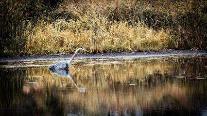 Great Blue Heron stalking prey in a marsh