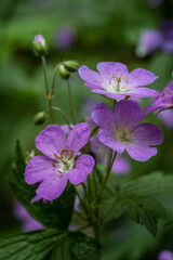 Fototapeta premium pink and purple flowers