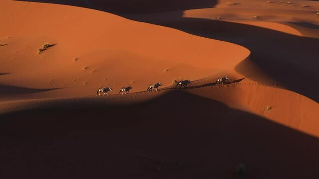 Aerial view around a herd of Gemsbok walking across the Namib desert, sunset in Namibia - Oryx gazella