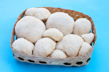 Fresh lion's mane mushroom on blue background.