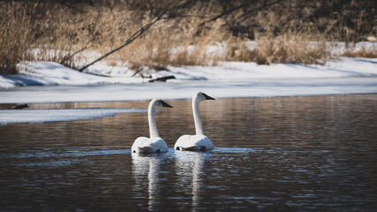 A Pair of Swans in Winter