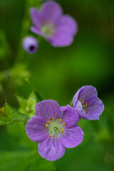 close up of a purple flower