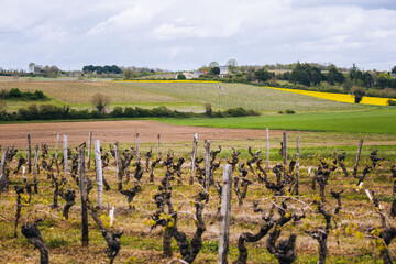 Vue d'un domaine viticole &agrave; Chinon au printemps avec les premier bourgeons et en arri&egrave;re plan des champs, des colzas et une &eacute;olienne anti g&egrave;le.