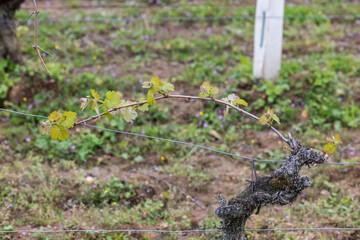 Illustration en gros plan du résultat du travail viticole de pliage de la baguette de vigne.