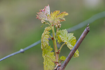 Gros plan d'un bourgeon de vigne avec feuilles au printemps.