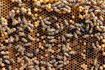 Abstract hexagon structure is honeycomb from bee hive filled