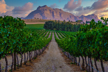 Fototapeta na wymiar Vineyard landscape at sunset with mountains in Stellenbosch, near Cape Town, South Africa