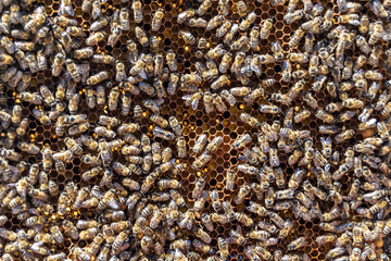 Abstract hexagon structure is honeycomb from bee hive filled