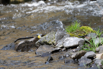 Gray Wagtail on stream