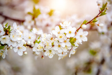 Cherry blossom branch in the garden in spring
