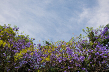 Obraz premium Purple jacaranda tree with blue sky and cloud background