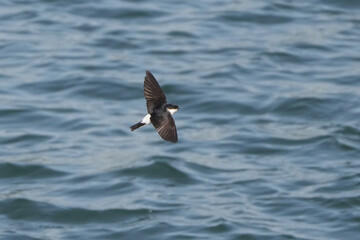 asian house martin in flight