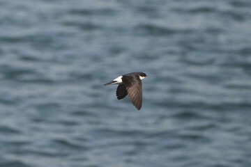 asian house martin in flight