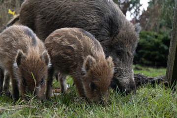 Herd of wild boars looking for a food. Piglets or boarlets, young baby boars and adult big wild swine or pig, Sus scrofa family. © Longfin Media