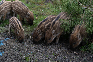 Piglets or boarlets. Young baby boars. Sus scrofa, wild swine or pig.