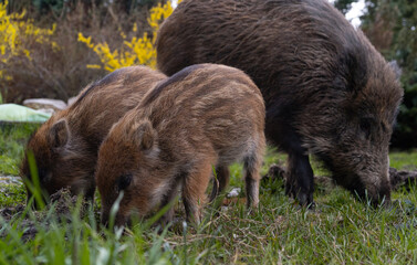 Herd of wild boars looking for a food. Piglets or boarlets, young baby boars and adult big wild swine or pig, Sus scrofa family. © Longfin Media