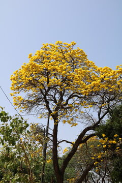 tree in autumn