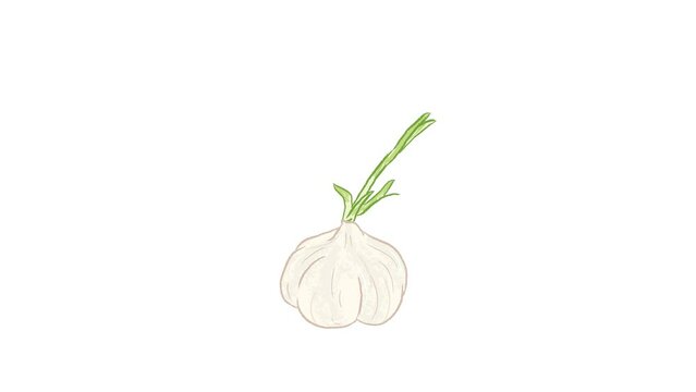 Sprouting garlic in cartoon illustration video