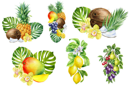 Tropical fruits on isolated white background, watercolor pineapple, mango, coconut and grape. Summer set elements