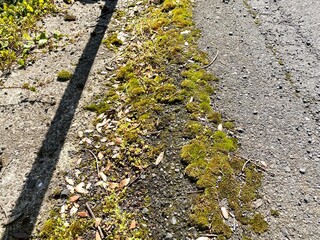 【五色台】道端に生えたコケ
