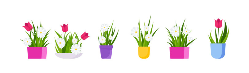Obraz premium Potted chamomile and tulips. Garden flowers. Flat vector illustration.