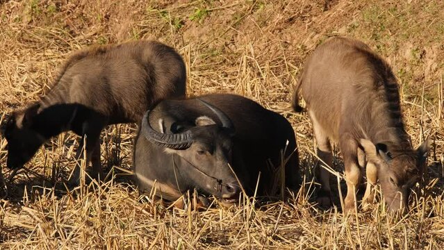 A mother chilling on the ground while its children eat around dry grass, Water Buffalo, Bubalus bubalis, Thailand.