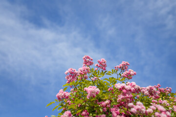 Beautiful flowering bush with pink french gallic rose or damascus rosa shrub in blossom, blue cloudy sky background