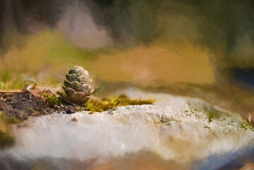 Digital painting of young conifer pine cone shoots isolated in a natural environment.