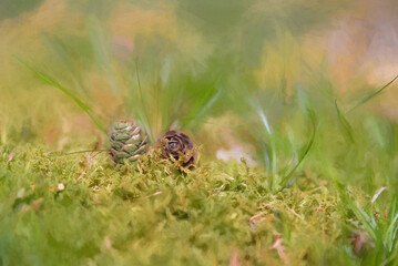 Digital painting of young conifer pine cone shoots isolated in a natural environment.