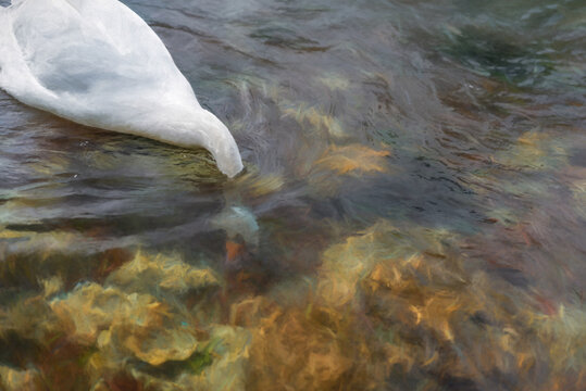 Digital painting of a single isolated white Swan on the River Lathkill, Peak District, Derbyshire.