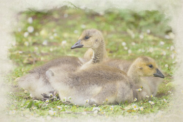 Digital watercolor opainting of Canada Geese goslings.