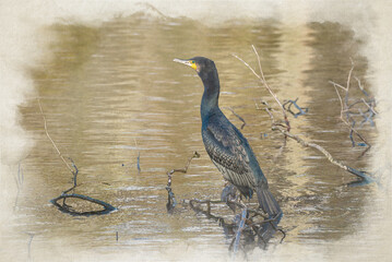 A digital watercolour painting of a Cormorant, Phalacrocorax carbo perched on tree branches.