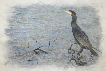 A digital watercolour painting of a Cormorant, Phalacrocorax carbo perched on tree branches.