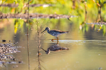 Greater yellowlegs (Tringa melanoleuca) walking in shallow water.