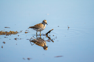 The least sandpiper (Calidris minutilla) is standing in shallow water.