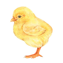 Watercolor chicken isolated on a white background. Hand-drawn illustration.