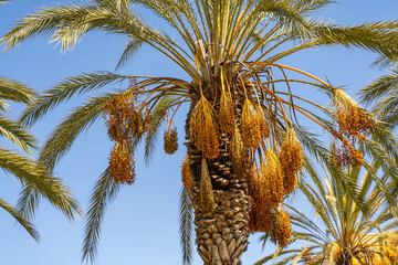 Date palm (Phoenix dactylifera) with fruits.