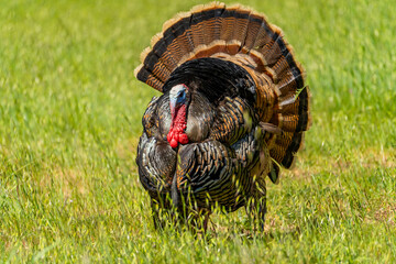 Male wild turkey (Meleagris gallopavo) with spread tail feathers walks in the meadow.