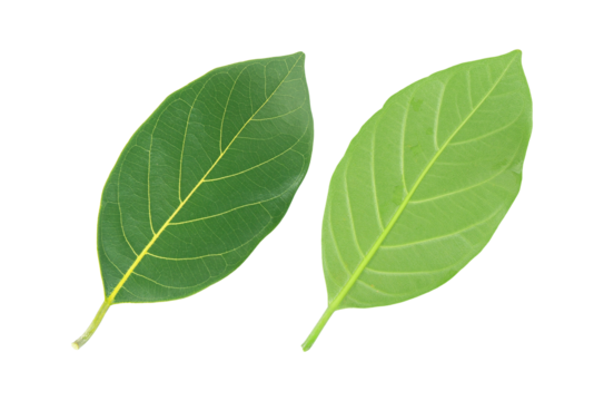 Green leaf front and back isolated on white