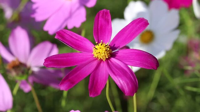 Beauty pink cosmos bipinnatus blossom with light wind garden background