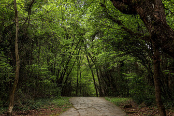 path in the forest at midday