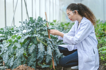 Agriculture Entomology pest insects research science working people, Plant scientist smart woman...