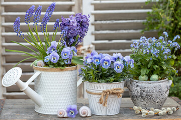 Garten-Arrangement mit blauen Hornveilchen, Vergissmeinnicht, Muscari und Hyazinthen in vintage Töpfen - obrazy, fototapety, plakaty